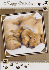Birthday Cats Dogs Pets Card-