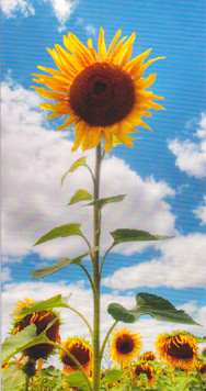 Birthday Open Card-